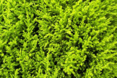 yeşil bitkiler arka plan doku. Yakın çekim doğal arka plan yeşil yaprakları