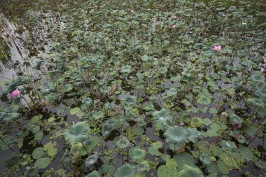Doğal lotus gölet. Pembe lotus çiçekleri veya göl'çiçek açan Nilüfer çiçek.