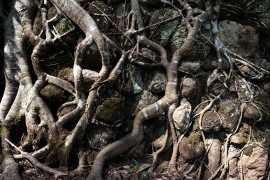 Eski Ağaç Kökü - Taiping, Malezya 'da tropikal ağaç kökleri