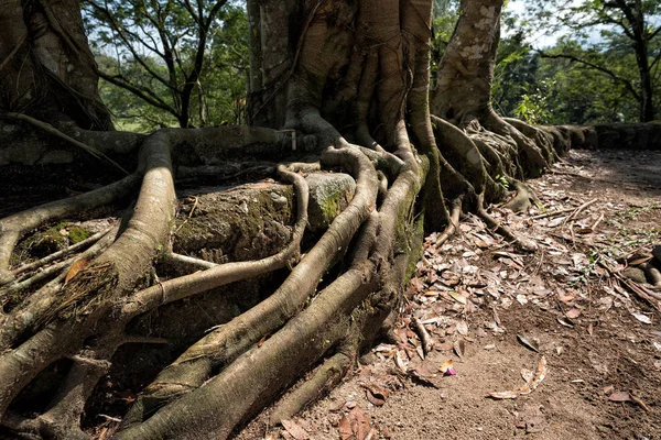 Raíz Árbol Viejo Raíces Árbol Tropical Taiping Malasia — Foto de Stock