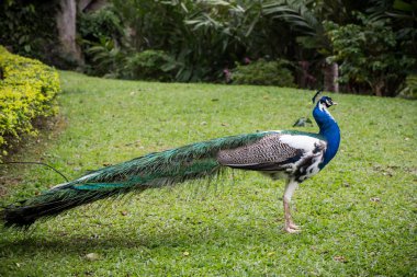 Tayland ulusal park manzaralı