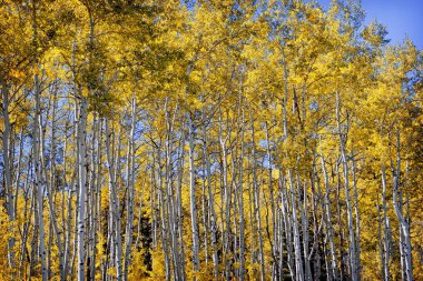 Bir Aspen grove Colorado Rocky Dağları Altın Sonbahar renklerini güneşli bir Eylül akşamı gösterir..