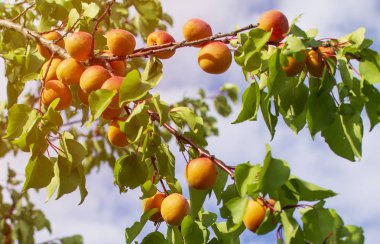 Ağaçtaki kayısılar. Yaz mahsulü