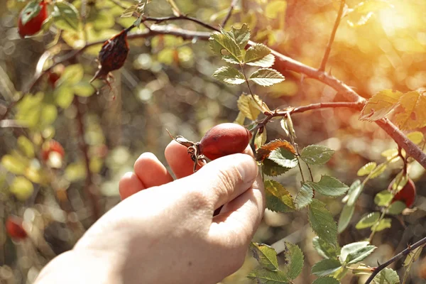 Raccolta Mano Dolcificante Eglantina Rosa Canina Natura Selvaggia Con Leggere — Foto Stock