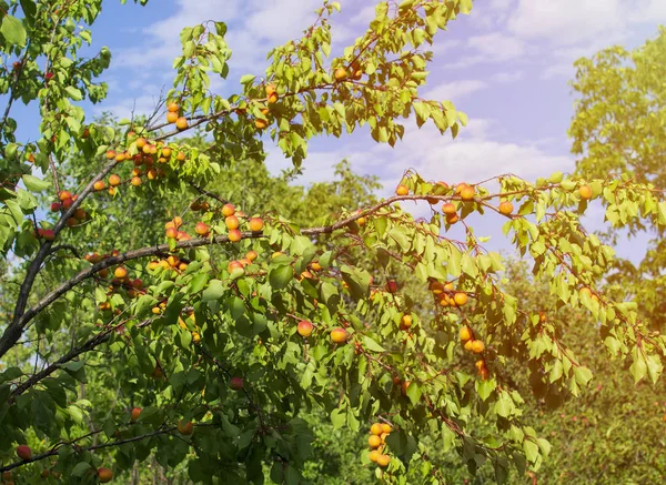 Ağaçtaki Kayısılar Yaz Mahsulü — Stok fotoğraf
