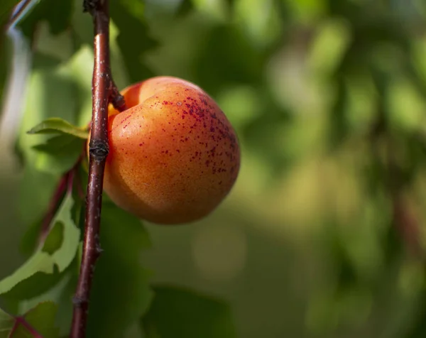 树上的杏子 夏季作物 — 图库照片