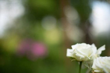 Odaksız Bulanık yeşil arka plan yaz tema ve seçici odak ile doğa