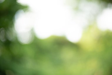 Bulanık yeşil arka plan yaz teması ve doğa