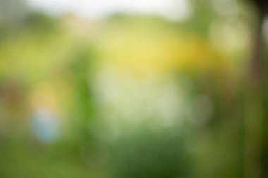 Bulanık yeşil arka plan yaz teması ve doğa