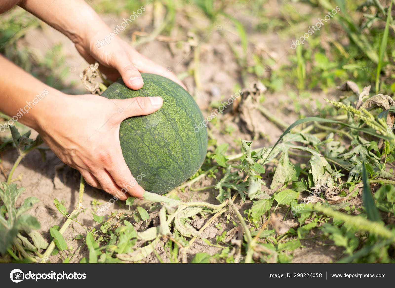 Growing Watermelon Garden Stock Photo C Zaleskyphoto 298224058