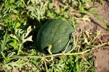Bahçede büyüyen karpuz