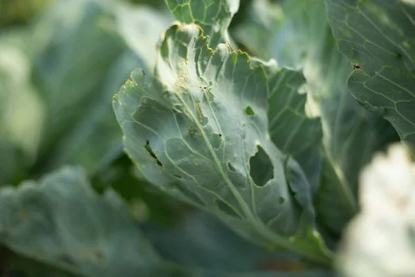 Böcek, larva vb hastalığı ile lahana hasarlı yaprak