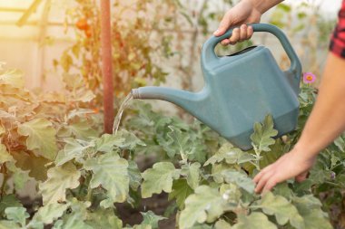 Bir serada verimli bitkilerin sulanması