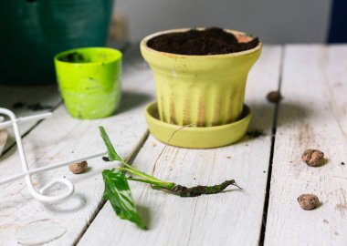 Bitki nakli. Sapling tencerenin yanında yatıyor.