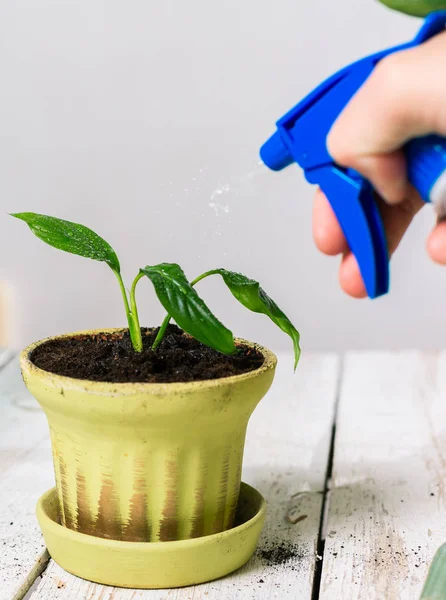 Besproeiingsinstallatie Eigen Huis — Stockfoto