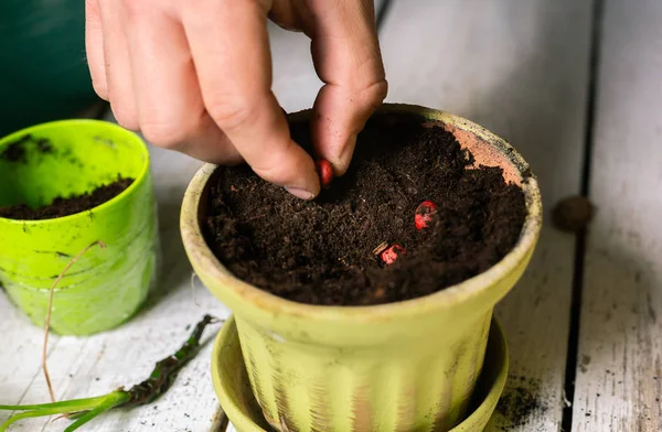 Planting seeds to the ground in flower pot