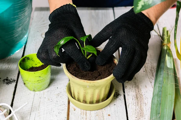 Het Planten Van Een Zaailing Plant Een Pot Handschoenen Inleveren — Stockfoto