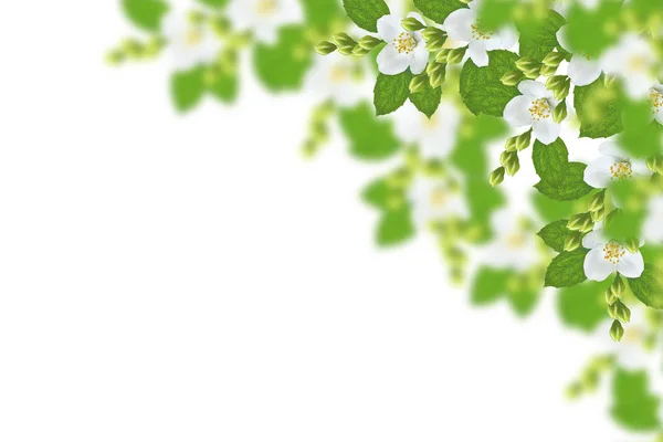 Zweig Der Jasminblüten Isoliert Auf Weißem Hintergrund — Stockfoto