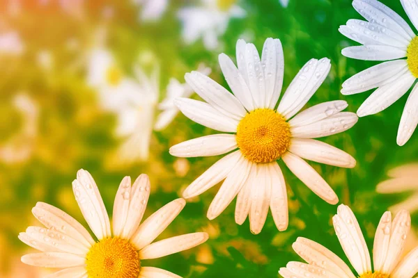 Niewyraźne Białe Kwiaty Daisy Jasne Tle Krajobrazu Lato — Zdjęcie stockowe