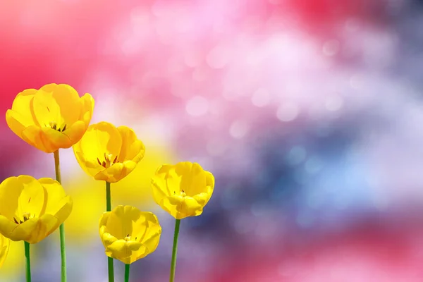 Světlé Barevné Květiny Tulipány Pozadí Jarní Krajina — Stock fotografie