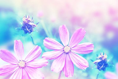 Yaz manzarasının arka planında renkli kozmos çiçekleri.