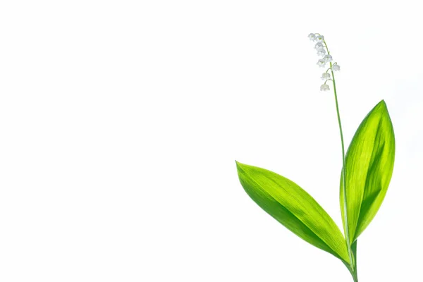 Lily Vadi Çiçek Beyaz Arka Plan Üzerinde — Stok fotoğraf