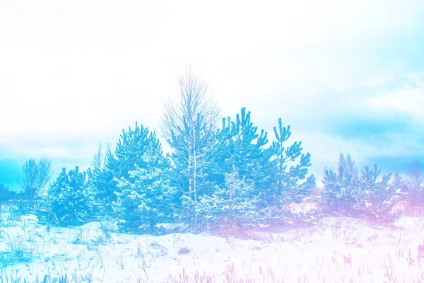 Floresta Inverno Congelada Com Árvores Cobertas Neve — Fotografia de Stock