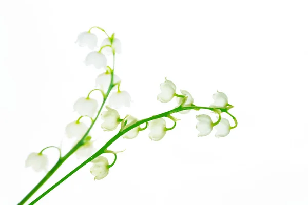 Giglio Della Valle Fiore Sfondo Bianco — Foto Stock