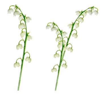 Lily of the valley flower on white background clipart