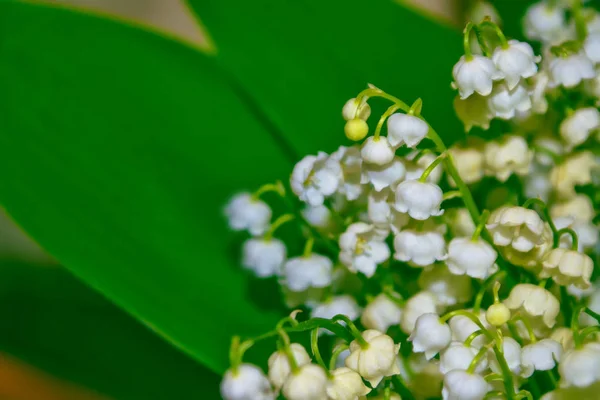 Voorjaarslandschap Bloemen Lelie Van Vallei — Stockfoto