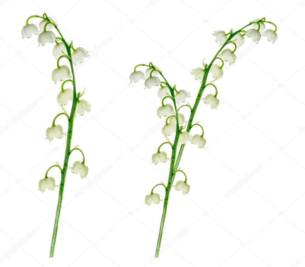 Lily of the valley flower on white background
