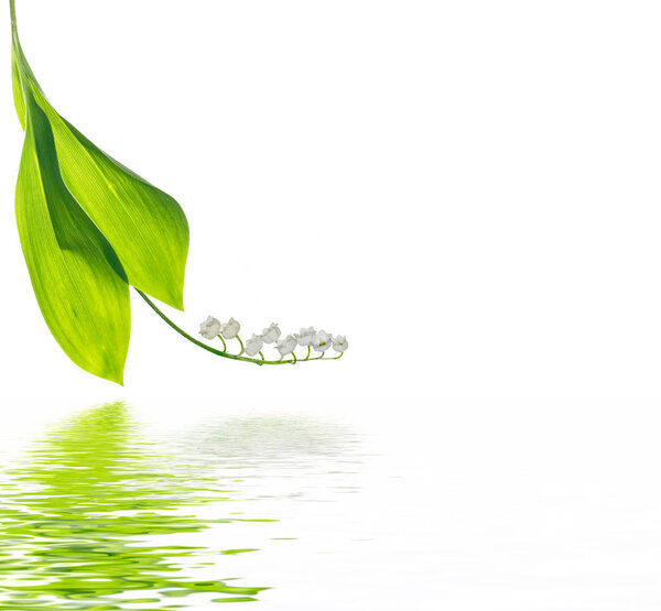 Lily of the valley flower on white background