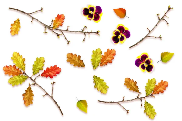 Laub Isoliert Auf Weißem Hintergrund Goldener Herbst Zusammensetzung — Stockfoto