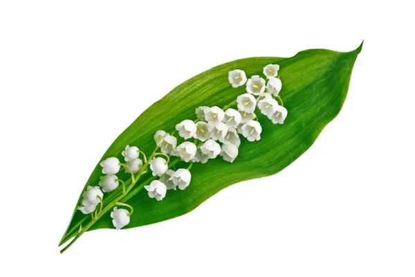 Konvalinka Vonná Květina Bílém Pozadí — Stock fotografie