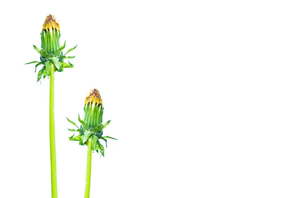 Flor Diente León Esponjosa Aislada Sobre Fondo Blanco — Foto de Stock