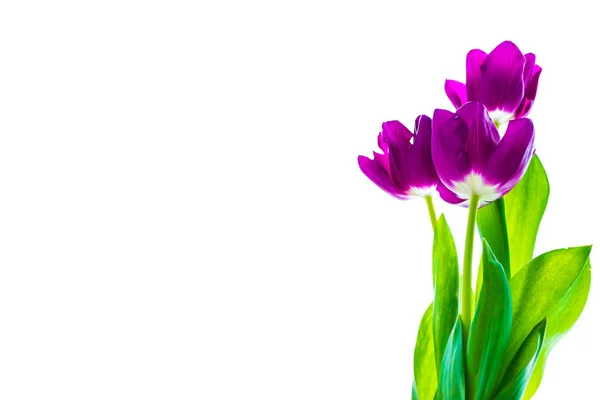 Весенние Цветы Тюльпаны Изолированы Белом Фоне — стоковое фото
