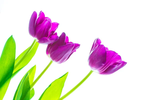 Flores Primavera Tulipanes Aislados Sobre Fondo Blanco — Foto de Stock
