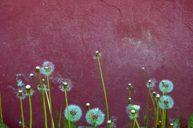 Yaz manzarasının arka planında pofuduk karahindiba çiçeği.
