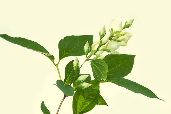 Jazmín Blanco Rama Delicadas Flores Primavera — Foto de Stock