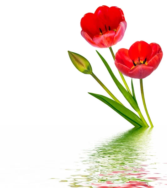 Spring Flowers Tulips Isolated White Background — Stock Photo, Image