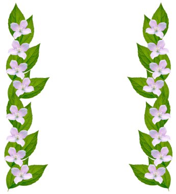 Yasemin çiçekleri beyaz zemin üzerine izole Şubesi재 스민 꽃 흰색 배경에 고립의 지점. 