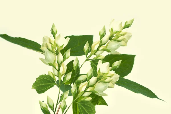 Jazmín Blanco Rama Delicadas Flores Primavera — Foto de Stock