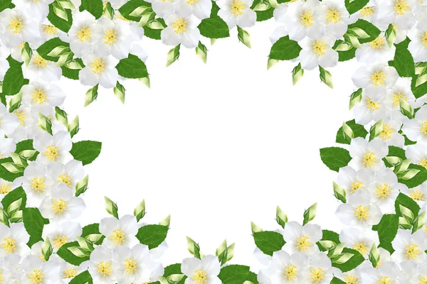 Branch Jasmine Flowers Isolated White Background — Stock Photo, Image