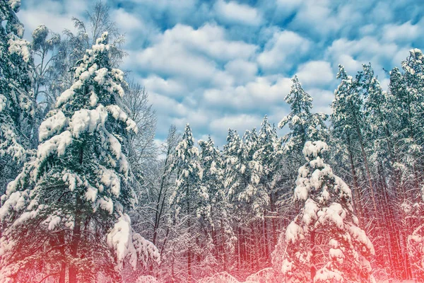 雪に覆われた木々が凍る冬の森 — ストック写真