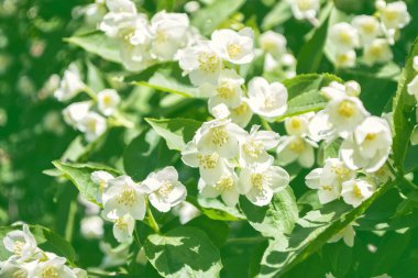 Beyaz yasemin. Narin bahar çiçekleri dalları