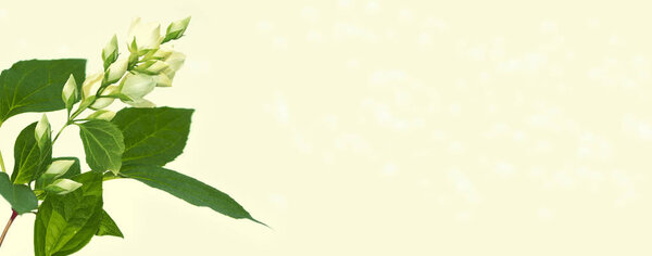 White jasmine. The branch delicate spring flowers