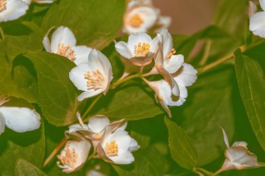 Yasemin şube hassas bahar çiçekleri beyaz