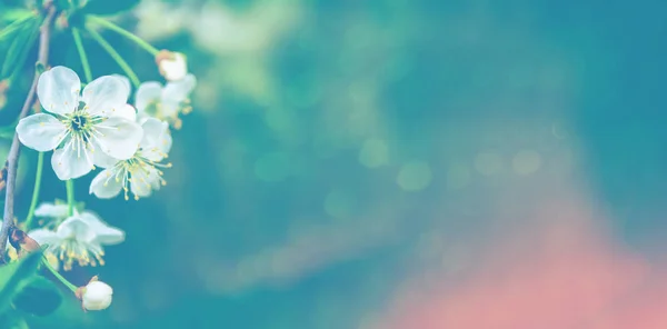 Blühende Zweigkirsche Leuchtend Bunte Frühlingsblumen — Stockfoto