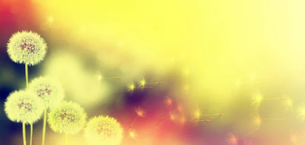 Blurred Abstract Floral Background Seeds Dandelion Flower Grass — Stock Photo, Image