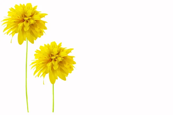 Bunte Helle Blume Dahlie Isoliert Auf Weißem Hintergrund — Stockfoto